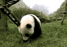 rolling panda